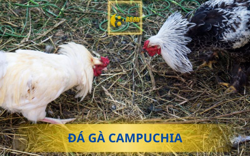 ĐÁ GÀ CAMPUCHIA 888B